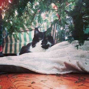 Meet your Posher, Cassie